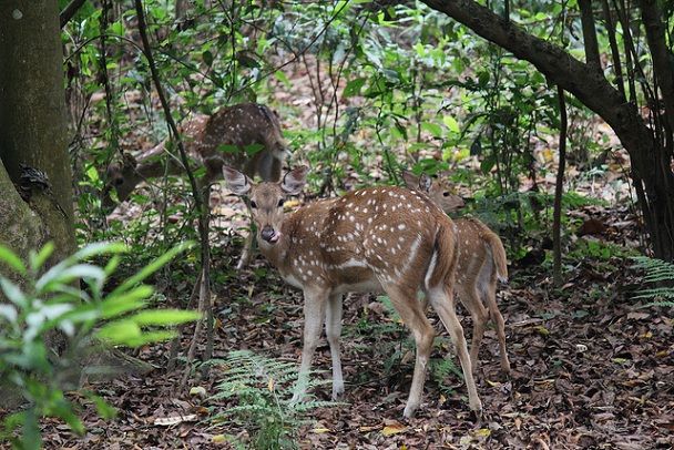 gokarna-safari-park_kathmandu-turistinės vietos