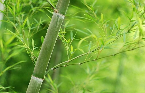 Baltymas Rich Vegetables-Bamboo