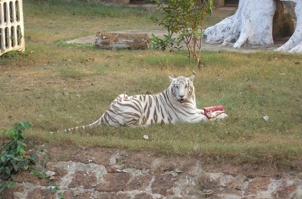 nandankanan-zoological-park_orissa-tourist-places