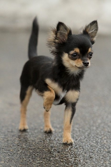 Chihuahua