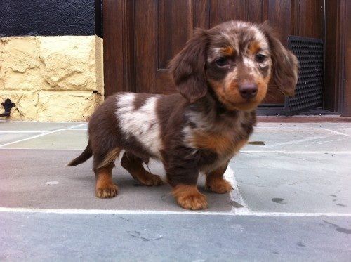 mini dachshund