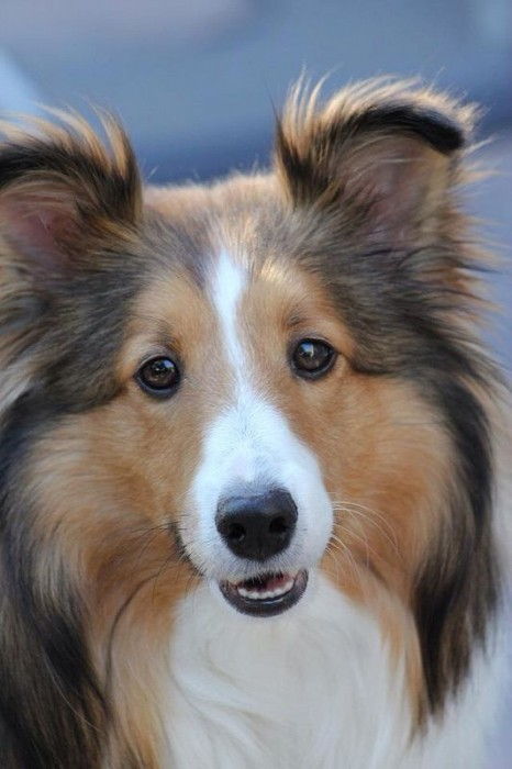 Sheltie