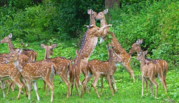 tholpetty-wildlife-sanctuary_wayanad-turističnih krajev