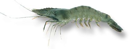 Hrana Items Rich In Vitamin D Shrimp