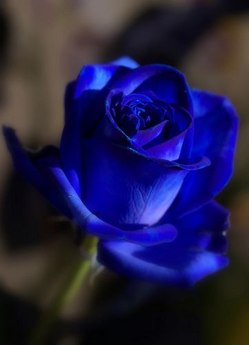 1.blue rose