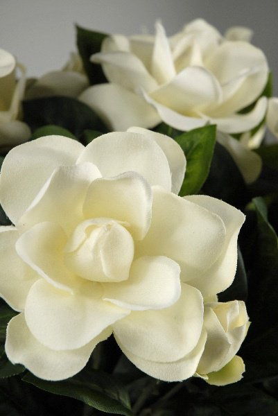 11.Gardenia