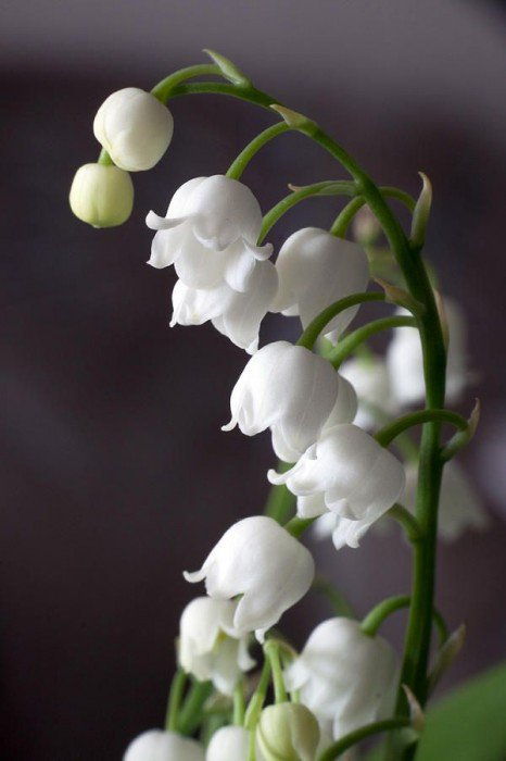 15.Lilly of the Valley