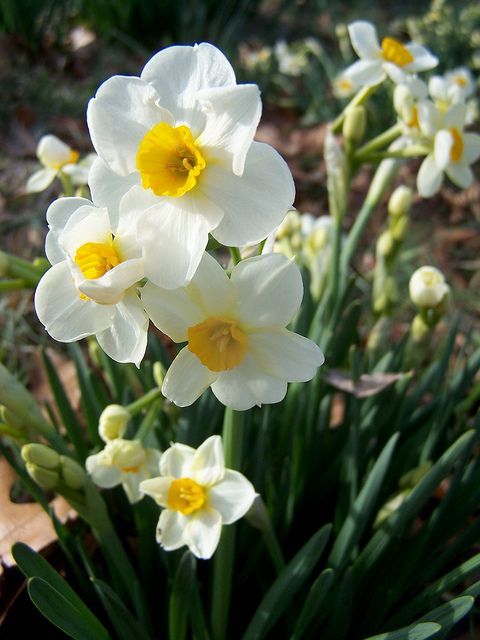 6.Dafodilas