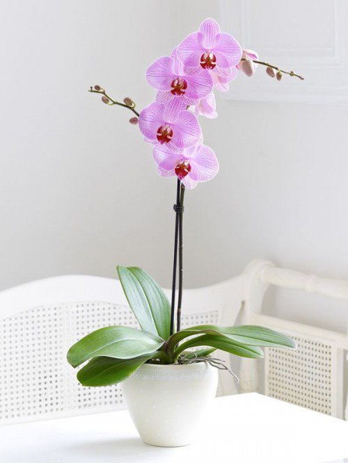 8.Orchidas