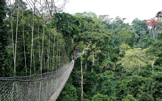 turistice-locuri Taman-negara_malaysia-