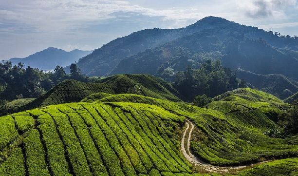 turistice-locuri-highlands_malaysia-cameron