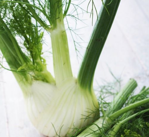 fresh fennel