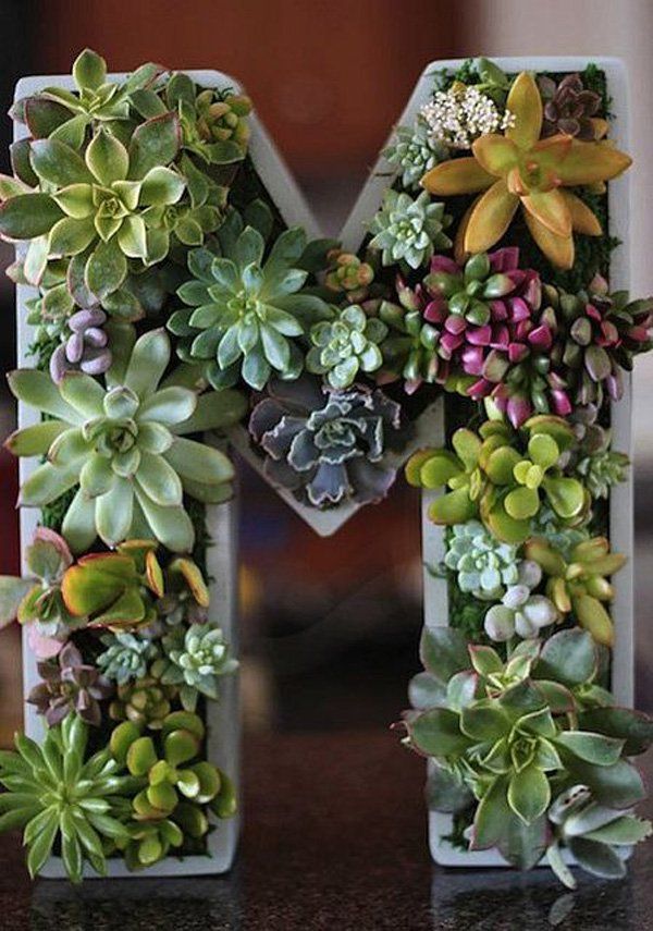 Succulent Letter