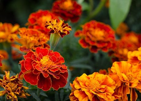 Home Remedies for Glowing Skin - marigold