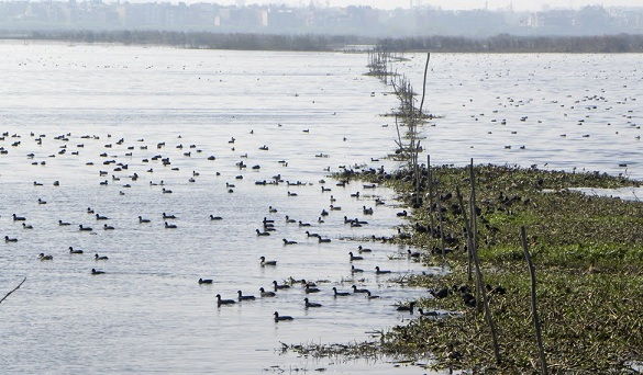 parcuri-in-gurgaon-Okhla-pasăre-sanctuar