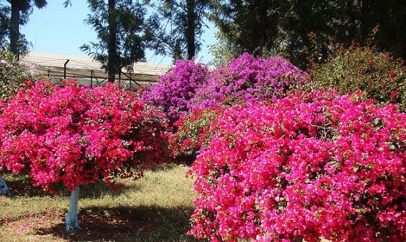 parkok-in-chandigarh-bougainvillea-park