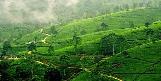 Medaus mėnesį Destinations In Sri Lanka-Nuwara Eliya