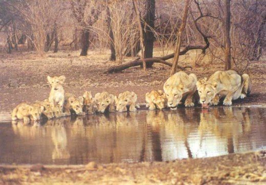 gir forest gjt