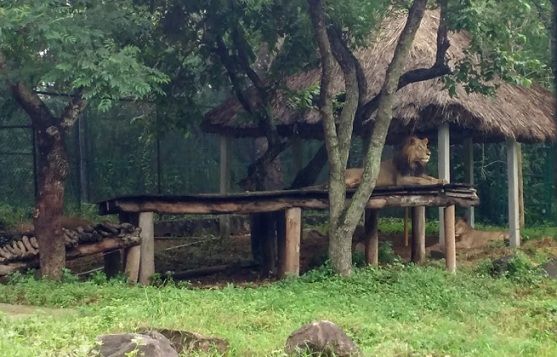 parkok-in-Chennai-anna-zoológiai-park