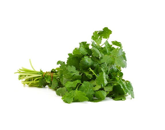 coriander leaves 2