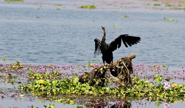 parcuri-in-kerala-Kumarakom-pasăre-sanctuar