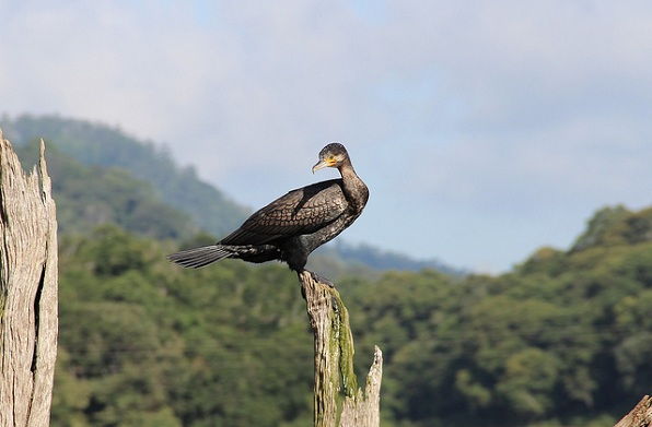 Parcuri-in-kerala-periyar-național-park-darter