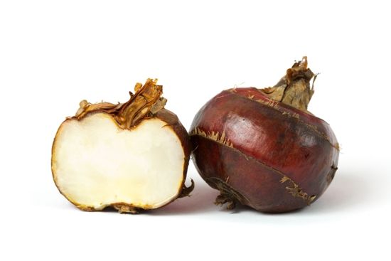 voda chestnut