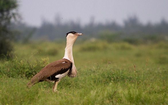 parks-in-madhya-pradesh-karera-wildlife-sanctuary