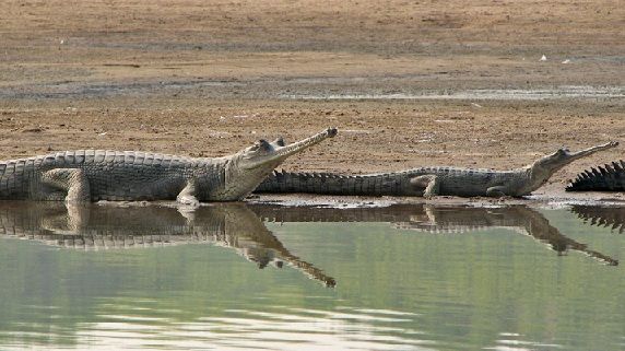 parks-in-madhya-pradesh-ken-gharial-sanctuary