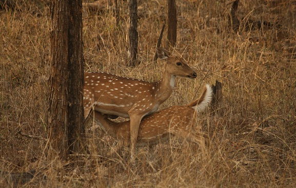 parks-in-madhya-pradesh-panna-national-park