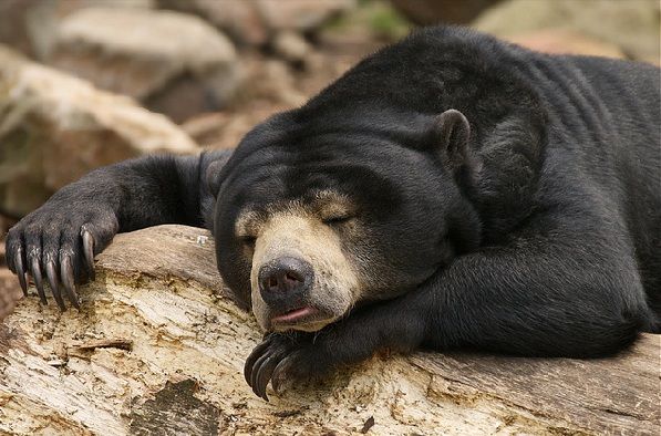 parki in mizoram Mini Zoological Garden sun bear