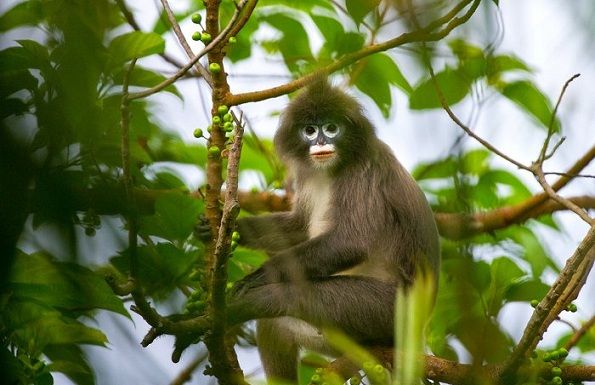 Parcuri-in-Tripura-Rowa-fauna sălbatică-sanctuar