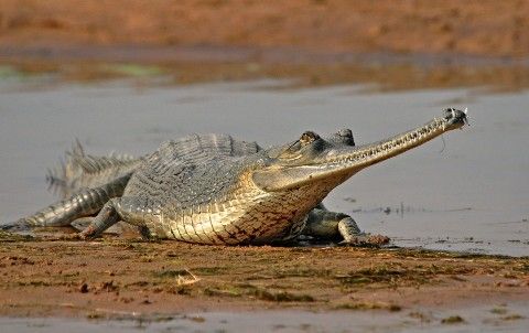 pe cale de dispariție Species in India11