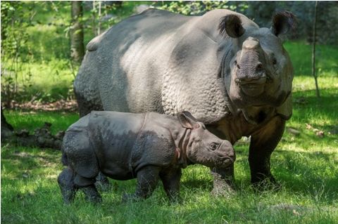 pe cale de dispariție Species in India13