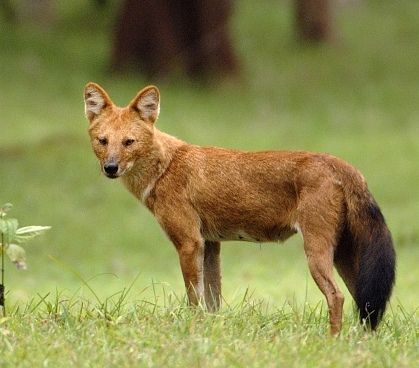 pe cale de dispariție Species in India7