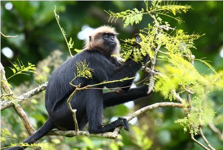 pe cale de dispariție Species in India8