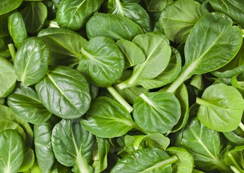 Pirmas trimester diet Spinach