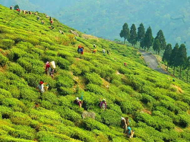 turistice-locuri fericit-vale-ceai-garden_darjeeling-