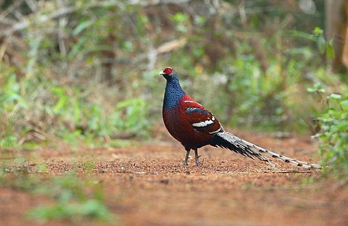 medaus mėnuo places in mizoram-Thorangtlang Wildlife Sanctuary