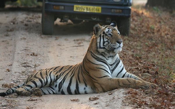 medaus mėnesio vietos-in-madhya-pradesh_kanha-nacionaliniame parke