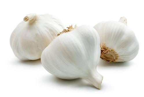 Garlic